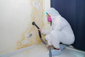 Best Attic Mold Removal  in Pocahontas, IA